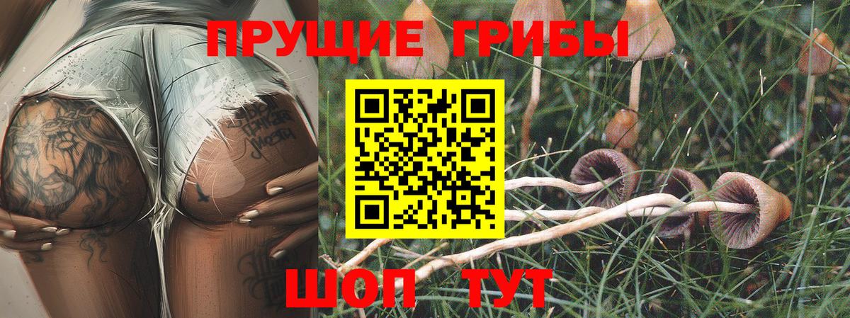 Псилоцибиновые грибы MAGIC MUSHROOMS  Вход с VPN  Псилоцибиновые грибы MAGIC MUSHROOMS  купить   Тавда 